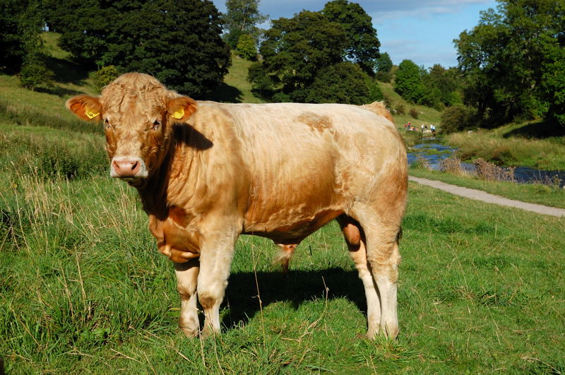 Charolais Bull in Bradford Dale