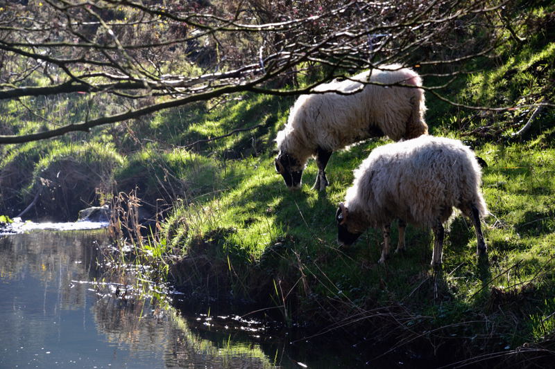 Sheep Grazing beside the River Dove