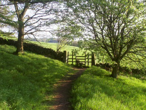 The Limestone Way in Round Wood