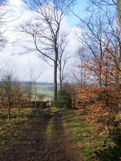 Footpath on the edge of Bee Low Wood