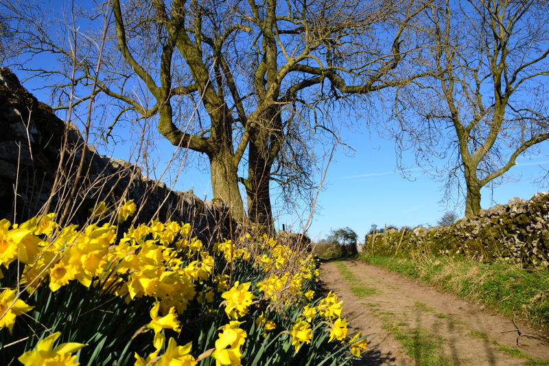 Daffodils alongside Gypsy Lane