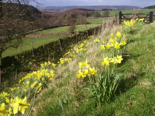Daffodils alongside the footpath near Rocking Stone Farm