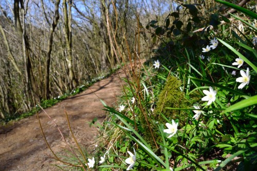 Snowdrops on the footpath below Thor's Cave
