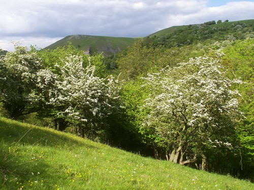 Hawthorn Blossom in Ladyside Wood