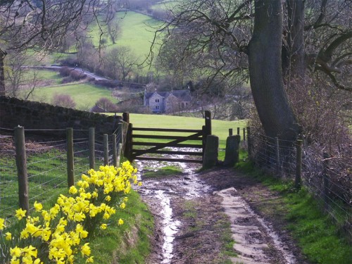 Daffodils line the track leading to Winster Road