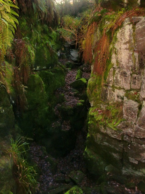 Lud's Church a dank and mysterious place, ferns and lichens hang from the sheer 60ft high walls