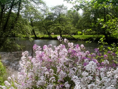 Flowers on the banks of the River Derwent at Froggatt