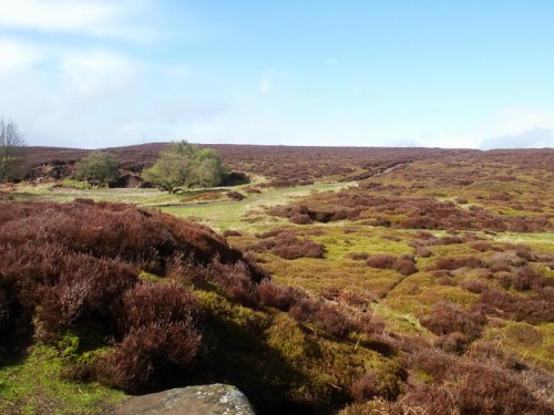 Stanton Moor is situated on elevated ground. The moor is a tranquil place offering fine views with many archaeological remains dotted across the landscape for the visitor to discover.