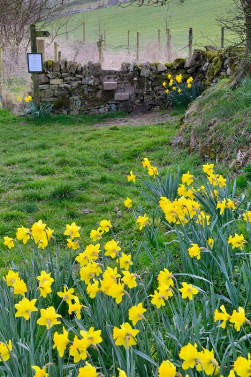Daffodils and Stone Stile below Summerhill Farm